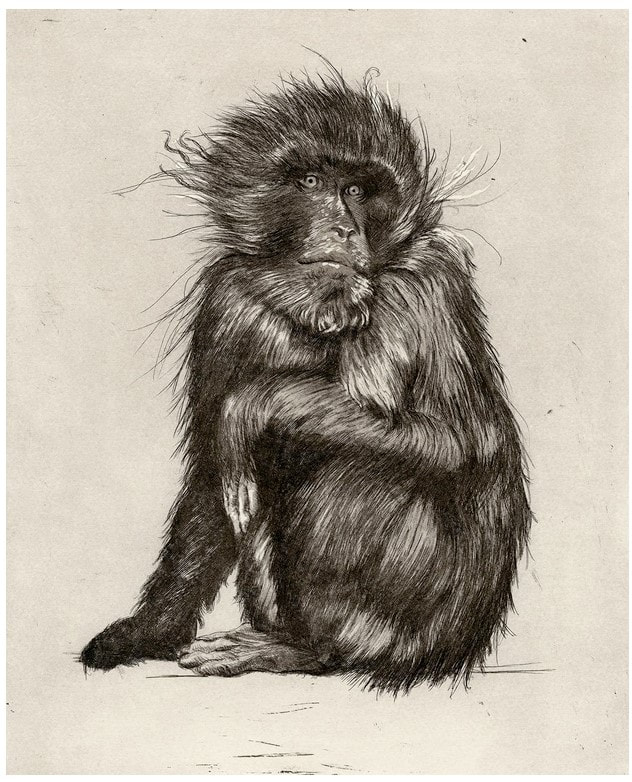 picture of a monkey