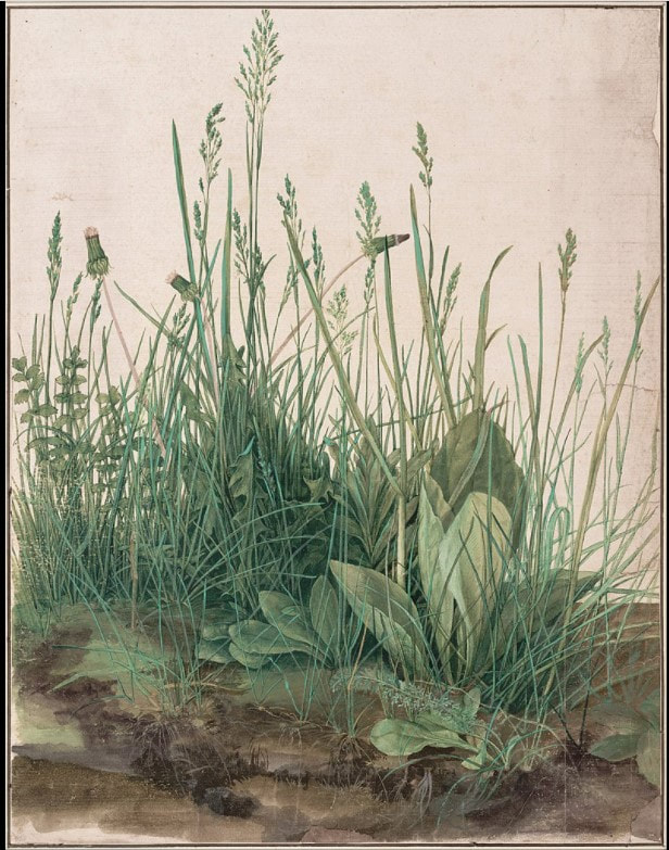picture of a tuft of grass and weeds