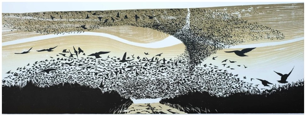 picture of a murmuration