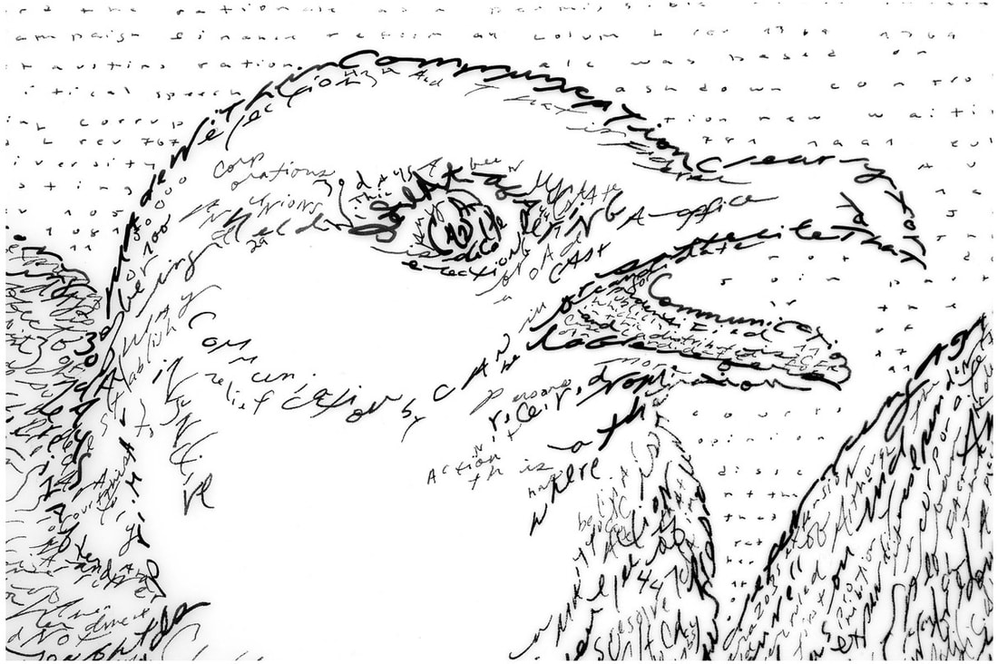 Picture of Mike Waugh's drawing of seagull